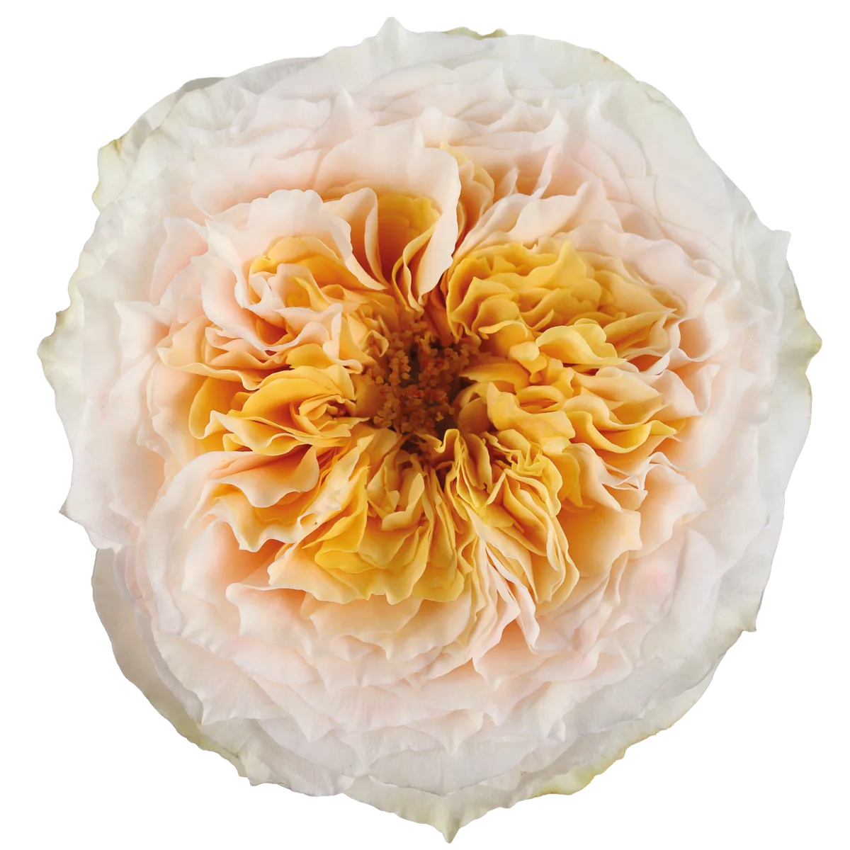 Crystal Flame