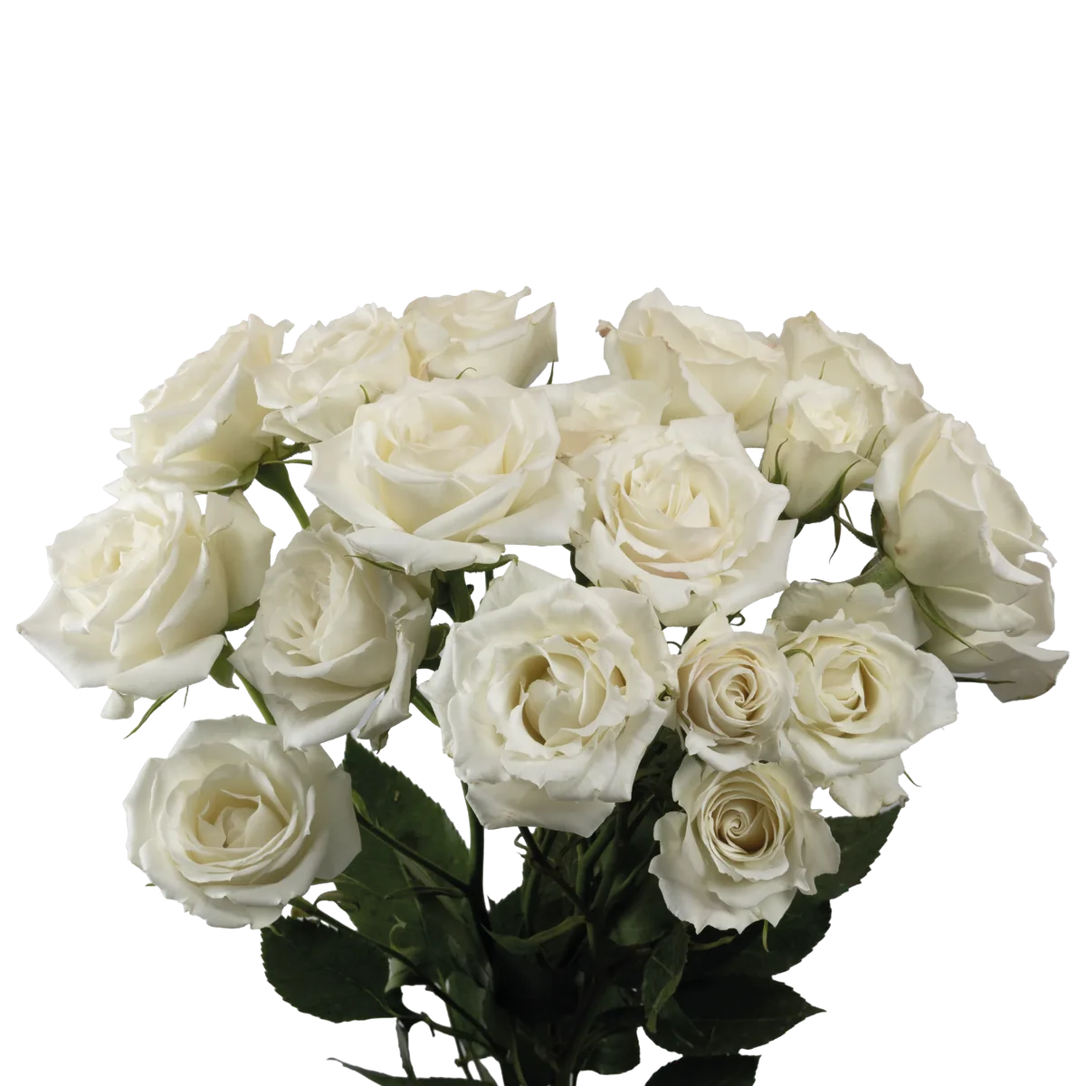 White Majolica
